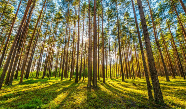 Προσλήψεις: 200 θέσεις εργασίας εποχιακού προσωπικού σε 11 δασαρχεία