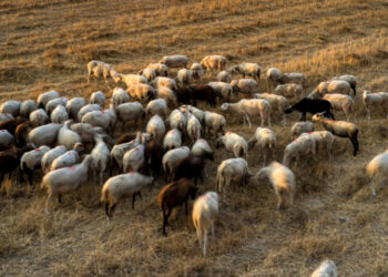 Συναγερμός στον Έβρο: Εντοπίστηκαν κοπάδια με την ευλογιά των αιγοπροβάτων