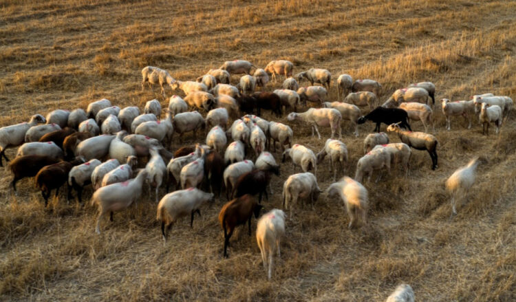Συναγερμός στον Έβρο: Εντοπίστηκαν κοπάδια με την ευλογιά των αιγοπροβάτων