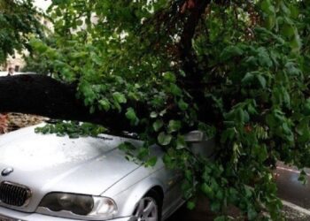 Θεσσαλονίκη:Η Πυροσβεστική έκοψε 44 δέντρα εξαιτίας των ισχυρών ανέμων