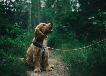 Φρίκη στην Ηλεία: Ηλικιωμένη έσερνε σκύλο με το αγροτικό της