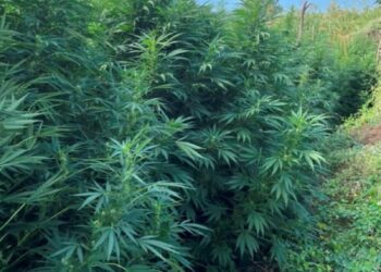 Καβάλα: Εντοπίστηκε φυτεία δενδρυλλίων κάνναβης – Τρεις συλλήψεις