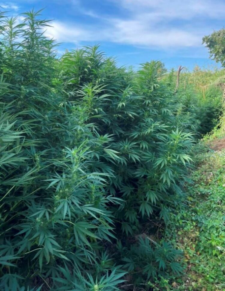 Καβάλα: Εντοπίστηκε φυτεία δενδρυλλίων κάνναβης – Τρεις συλλήψεις