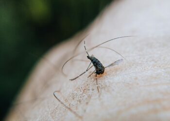 Ιός του Δυτικού Νείλου: 12 κρούσματα και 3 θάνατοι την τελευταία εβδομάδα