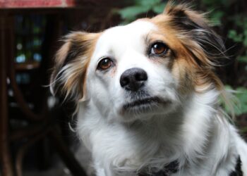 Κτηνωδία στο Βόλο: Σκότωσαν σκύλο και τον παράτησαν νεκρό στο δρόμο