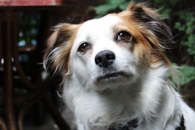 Κτηνωδία στο Βόλο: Σκότωσαν σκύλο και τον παράτησαν νεκρό στο δρόμο