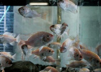 Υδατοκαλλιέργεια και τουρισμός – Μια νέα σύμπραξη για Βιώσιμη Ανάπτυξη και Περιβαλλοντική Ευαισθητοποίηση