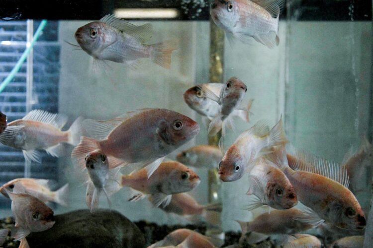 Υδατοκαλλιέργεια και τουρισμός – Μια νέα σύμπραξη για Βιώσιμη Ανάπτυξη και Περιβαλλοντική Ευαισθητοποίηση