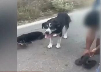 Λευκάδα: Ιερέας αλυσόδεσε δύο σκυλιά και τα έσερνε στο βανάκι του