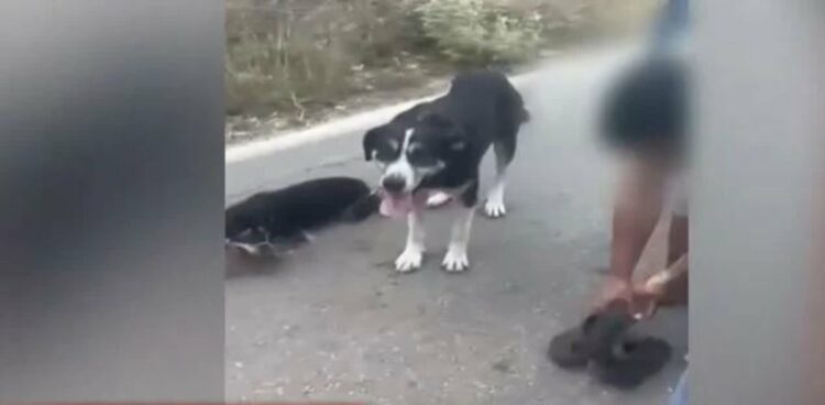 Λευκάδα: Ιερέας αλυσόδεσε δύο σκυλιά και τα έσερνε στο βανάκι του