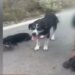 Λευκάδα: Ιερέας αλυσόδεσε δύο σκυλιά και τα έσερνε στο βανάκι του
