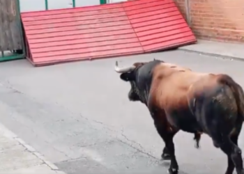 Tραγωδία στην Ισπανία: Ταύρος έσπασε οδόφραγμα σε υπαίθρια ταυροδρομία -Ένας νεκρός, τρεις τραυματίες