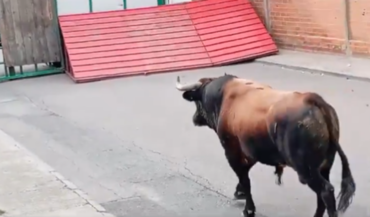 Tραγωδία στην Ισπανία: Ταύρος έσπασε οδόφραγμα σε υπαίθρια ταυροδρομία -Ένας νεκρός, τρεις τραυματίες