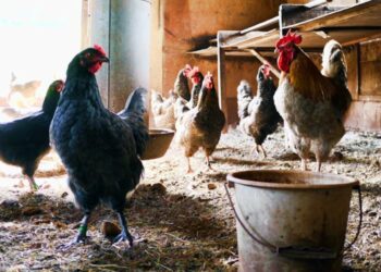 Γρίπη των πουλερικών