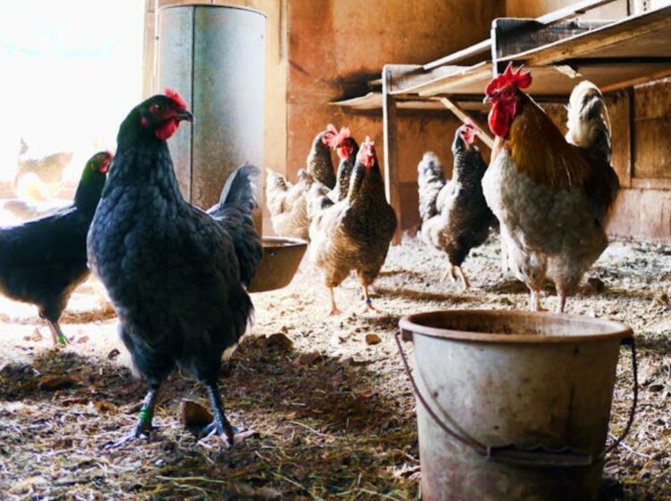 Γρίπη των πουλερικών