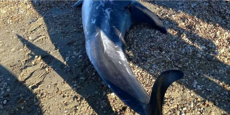 Κέρκυρα: Νεκρά σταχτοδέλφινα στην παραλία της Αχαράβης (photo)