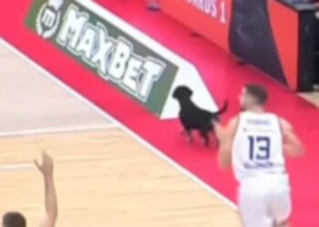 σκύλος Μπαρτσελόνα