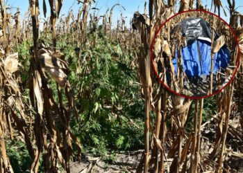 Φυτεία Βοιωτία