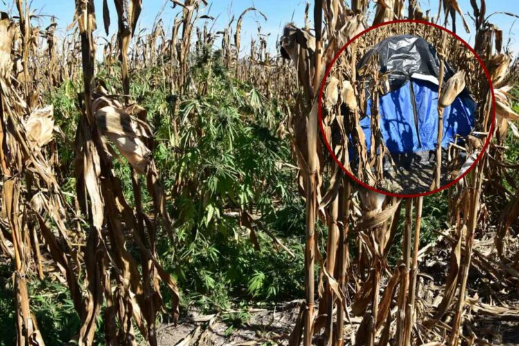 Φυτεία Βοιωτία