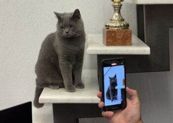 Γάτος influencer