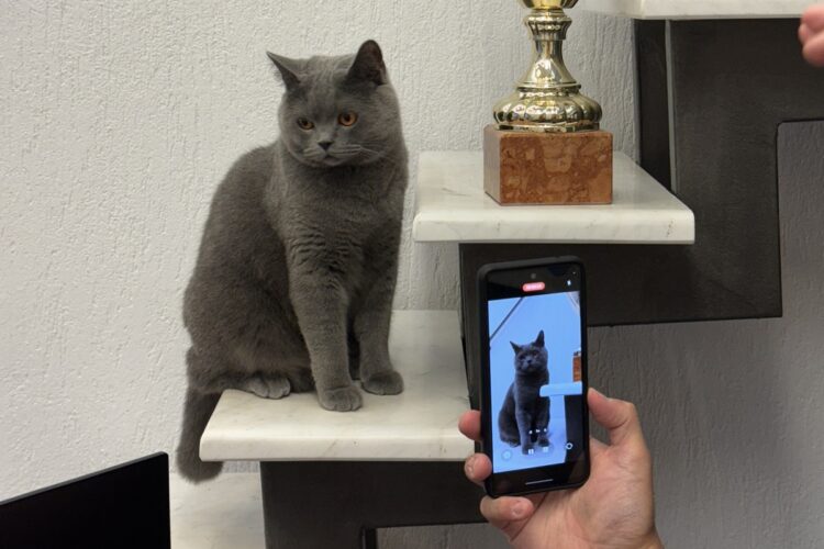 Γάτος influencer