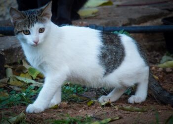 γάτα Κυψέλη