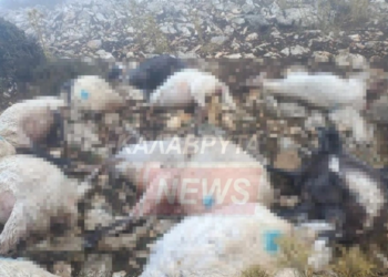 Καλάβρυτα Πρόβατα