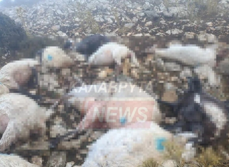 Καλάβρυτα Πρόβατα