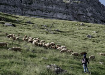 Προκαταβολή 500 εκ. ευρώ σε 527 χιλ. δικαιούχους αγρότες και κτηνοτρόφους