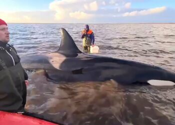 Ρωσία: Επιχείρηση διάσωσης για οικογένεια φαλαινών που βγήκε στα ρηχά – (Video)