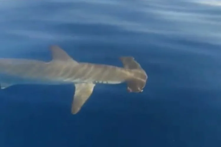 Σφυροκέφαλος καρχαρίας «έκοβε» βόλτες γύρω από σκάφος ψαρά στον Σαρωνικό – Δείτε βίντεο
