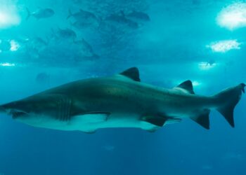 Γέμισαν οι ελληνικές θάλασσες με καρχαρίες και σαλάχια – Δείτε σε χάρτη πού εντοπίζονται