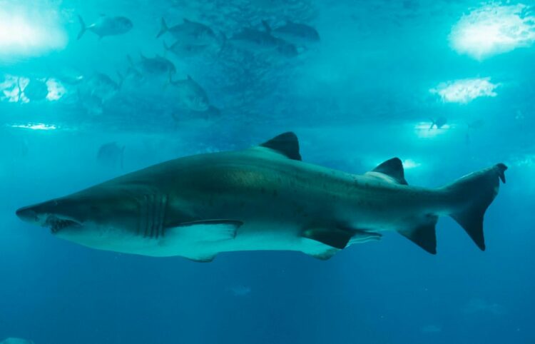 Γέμισαν οι ελληνικές θάλασσες με καρχαρίες και σαλάχια – Δείτε σε χάρτη πού εντοπίζονται