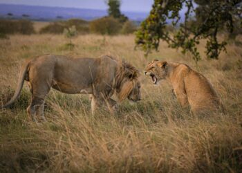 Βιετνάμ: Δεκάδες τίγρεις και λιοντάρια σε αιχμαλωσία πέθαναν στη χώρα – Εντοπίσθηκε γρίπη των πτηνών