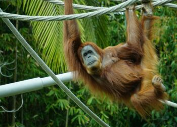 Βόρεια Μακεδονία: Κλειστός ο ζωολογικός κήπος των Σκοπίων λόγω γρίπης των πτηνών