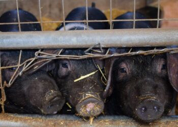 Κρούσμα αφρικανικής πανώλης των χοίρων στις Σέρρες