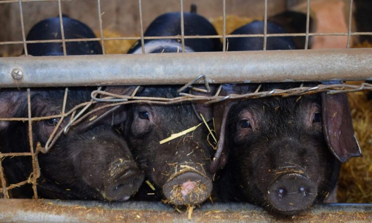 Κρούσμα αφρικανικής πανώλης των χοίρων στις Σέρρες