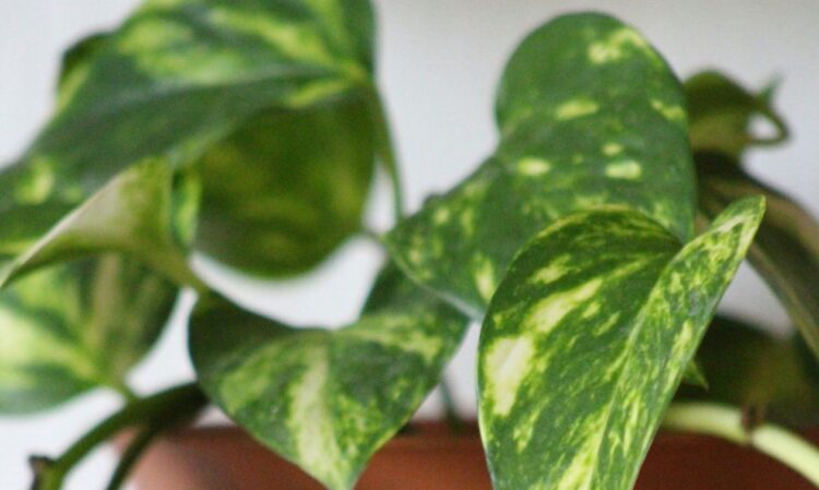 Φυτό Epipremnum aureum ή αλλιώς Πόθος