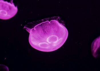 μωβ μέδουσες στην Ελλάδα