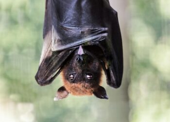 νέα πανδημία