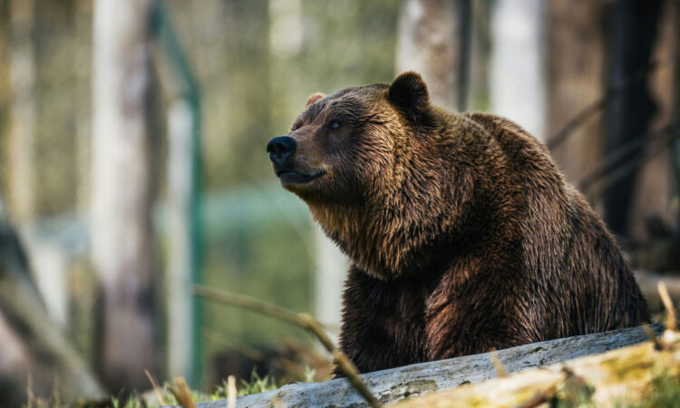 Καλαμπάκα: Αρκούδα επιτέθηκε και τραυμάτισε 44χρονο