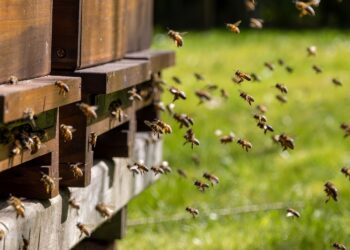 Μέλισσες - Γαλλία: 24 τραυματίες από επίθεση μελισσών, 3 σε κρίσιμη κατάσταση
