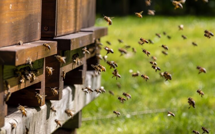 Μέλισσες - Γαλλία: 24 τραυματίες από επίθεση μελισσών, 3 σε κρίσιμη κατάσταση