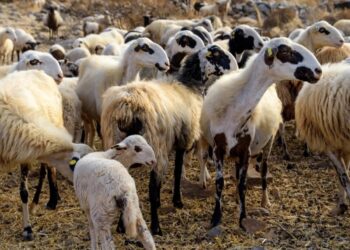 Τσιάρας: Τα επτά έκτακτα μέτρα για την ευλογιά των αιγοπροβάτων