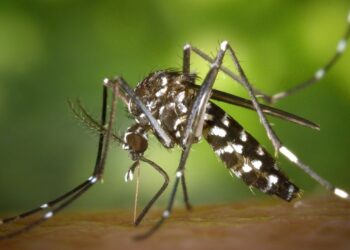 Ιός Δυτικού Νείλου: Πέρασε τα… σύνορα του Λεκανοπεδίου – Πού εντοπίστηκε νέο κρούσμα
