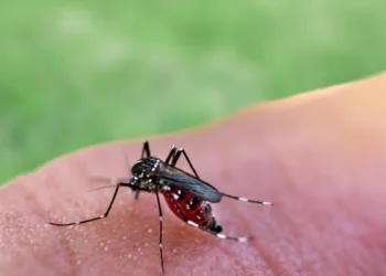 Ιός Δυτικού Νείλου: Συνολικά 5 άνθρωποι έχασαν την ζωή τους φέτος στην Ιταλία