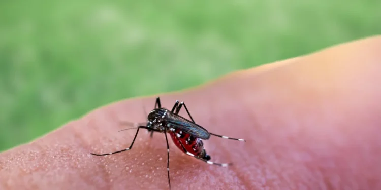 Ιός Δυτικού Νείλου: Συνολικά 5 άνθρωποι έχασαν την ζωή τους φέτος στην Ιταλία