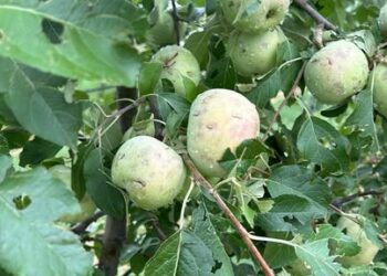 Καστοριά: Η χαλαζόπτωση προκάλεσε μεγάλες ζημιές στις καλλιέργειες (βίντεο)