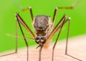 Ιός Δυτικού Νείλου: Περιοχές υψηλού κινδύνου σε Αττική, Πελοπόννησο και Θεσσαλία