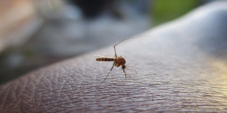 ΕΟΔΥ: Επιβεβαιώθηκε το πρώτο κρούσμα τον ιό του Δυτικού Νείλου